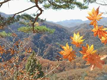情头高冷动漫，背景、影响、特定时代地位全解析
