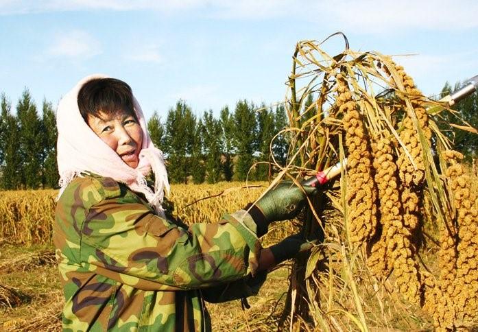 赤峰地区谷子最新价格指南，最新行情速览