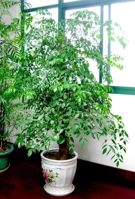 利树股份最新消息