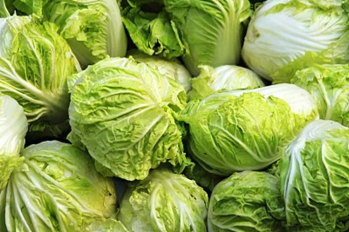 河北大白菜最新价格