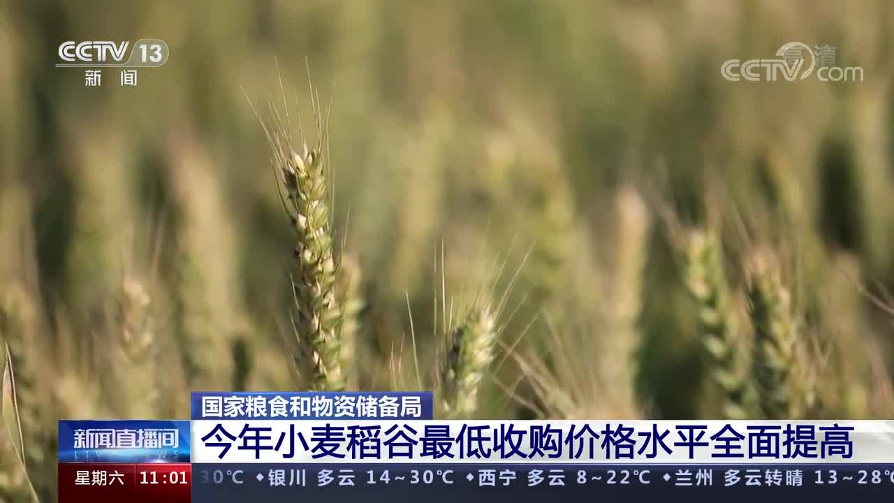 中国小麦最新消息