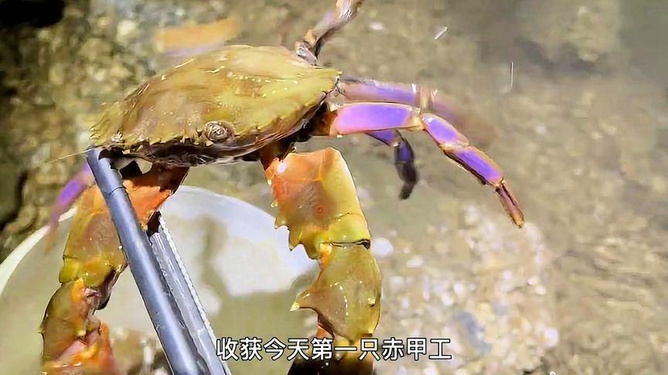 抓螃蟹最新