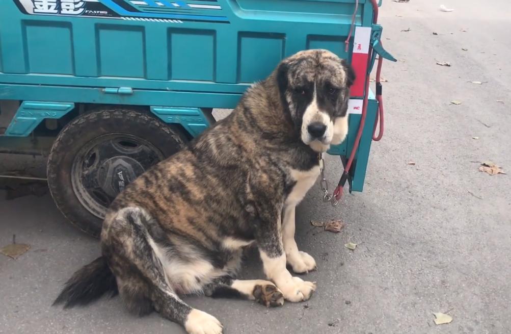 最新狗肉车