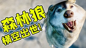 狼最新更新