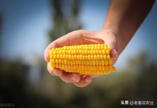 2024玉米最新价格