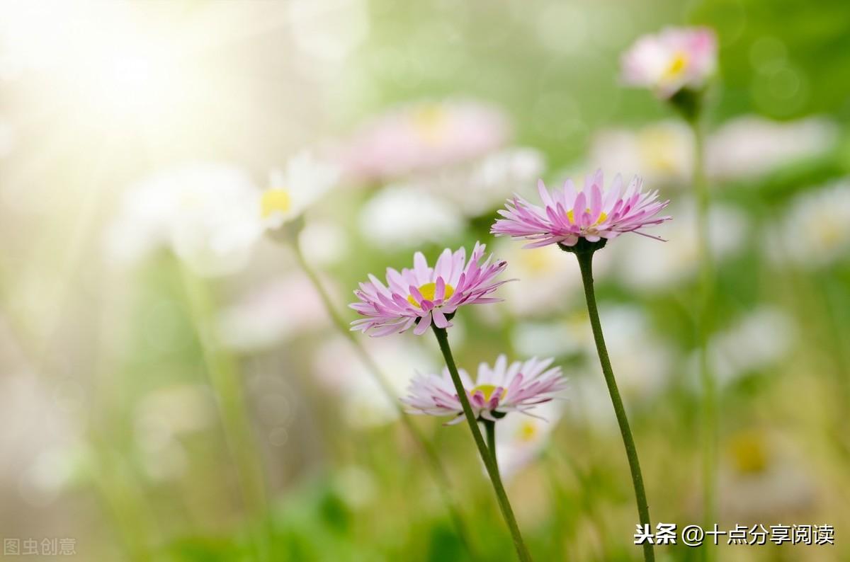 善若水最新