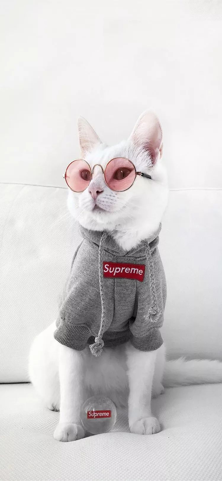 最新猫咪命名潮流