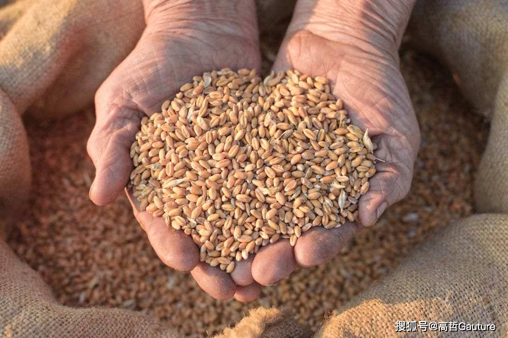 小麦麸皮价格行情今日报价