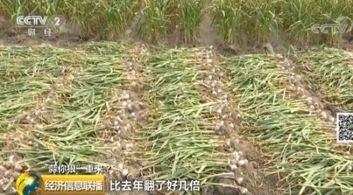 平度大蒜最新价格