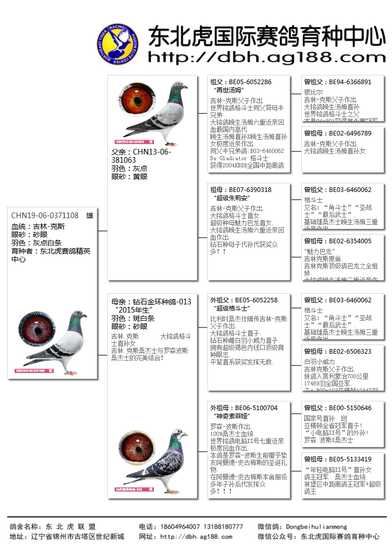 比赛鸽子价格