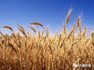 衡水小麦价格实时动态