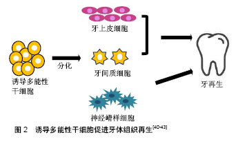 干细胞再生牙最新新闻