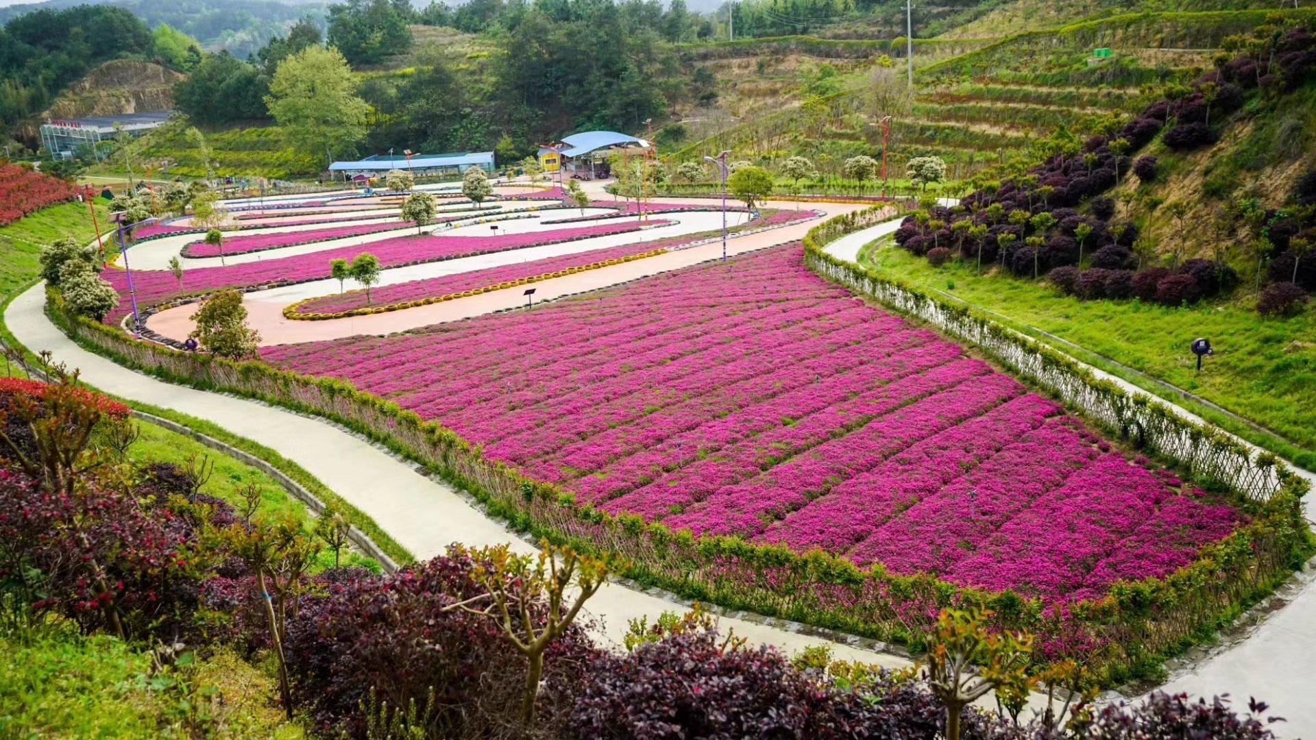 英山四季花海最新资讯