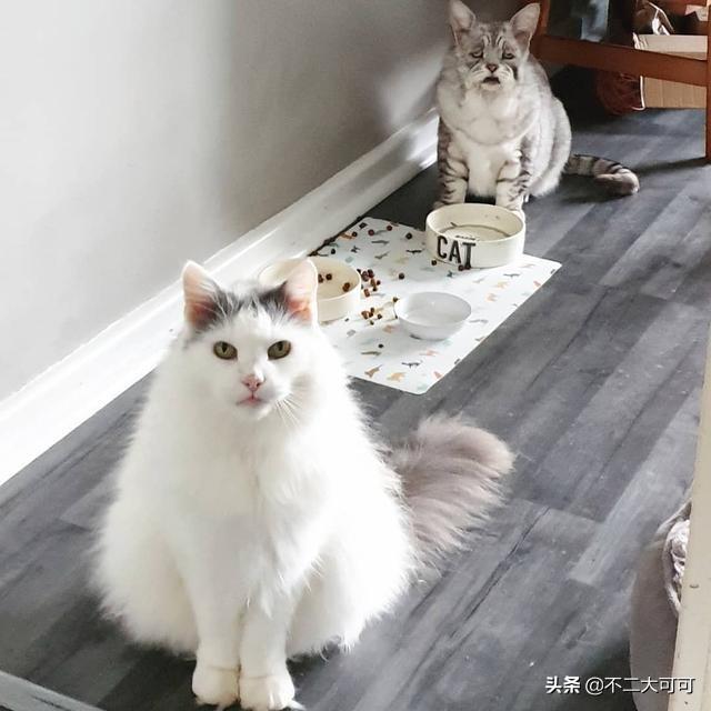 天生吃货，科技重塑味蕾之旅——美食侦探新篇章