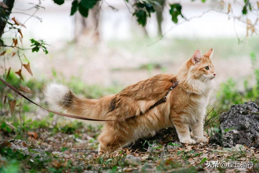 猫咪最新资讯网站