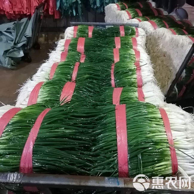 小葱价格最新行情