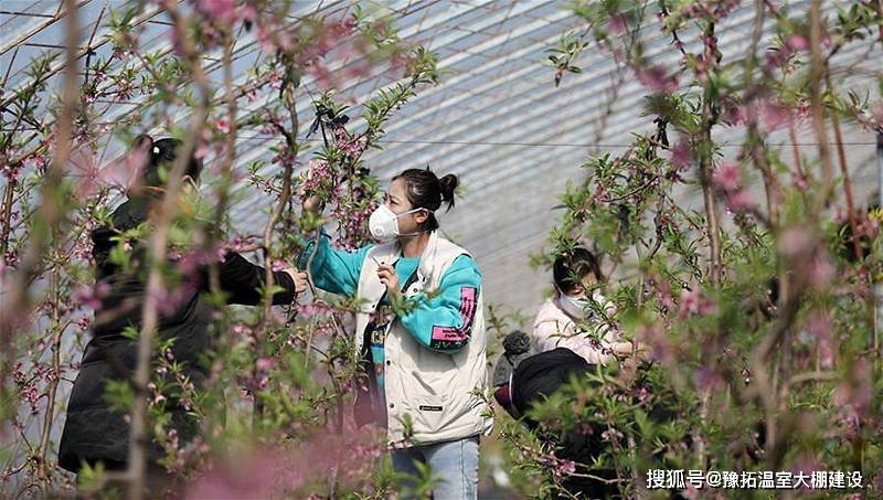 新型温室果树栽培品种介绍