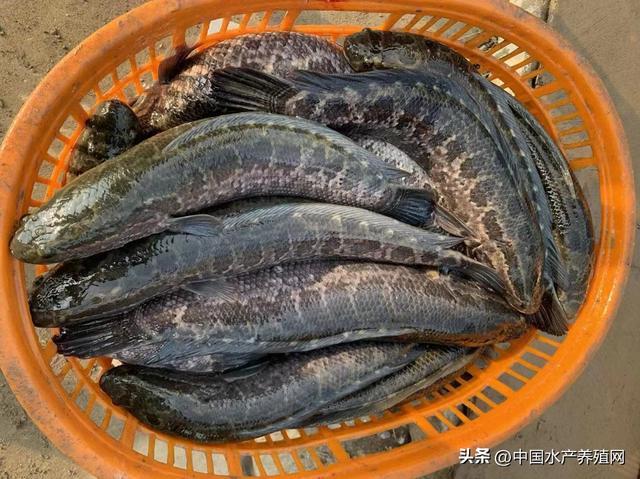 黑鱼行情