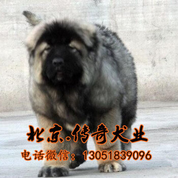 骨沙犬出售最新信息